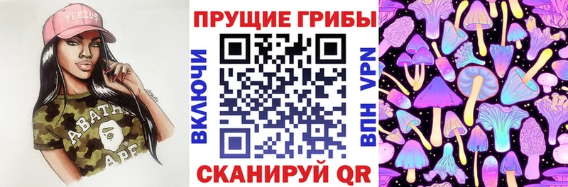 купить наркотик  Заволжье  Галлюциногенные грибы Psilocybine cubensis 